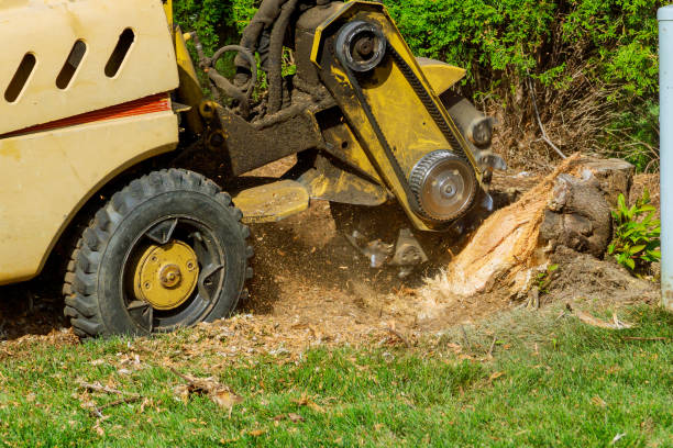 Best Emergency Storm Tree Removal  in USA